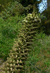 Puya raimondii