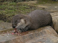 Vydra severoamerická (Lontra canadensis)