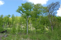 Bučina u Jiřetína