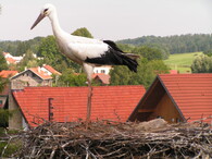 Čáp bílý chycený do provazu