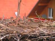 Čáp bílý chycený do provazu