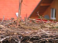 Čáp bílý chycený do provazu