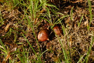 Plody kaštanovníku setého