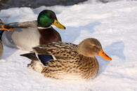 Kachny v zimě