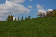Louka v kopci se stromy