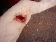 Rybářský háček zaseknutý v krku labutě velké