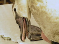 Labuť velká chycená do provazu