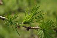 Větvička modřínu