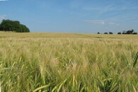 Pole s obilím