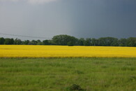 Pole s řepkou olejkou