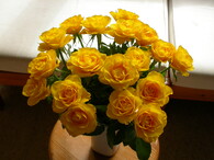 Žluté růže