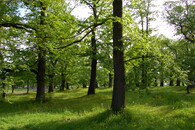 Háj kaštanovníků setých