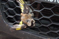 Stehlík v chladiči