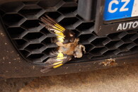 Stehlík v chladiči