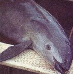 Sviňucha kalifornská