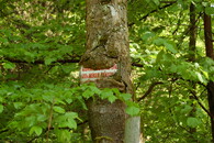 Cedule zarostlá do stromu