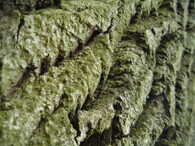 Zvrásněná kůra stromu