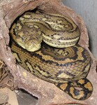 Krajta kobercová (Morelia spilota variegata).