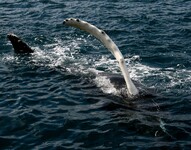 Keporkak (Megaptera novaeangliae).