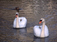 Labuť velká (Cygnus olor).