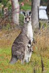 Klokan obrovský (Macropus giganteus).