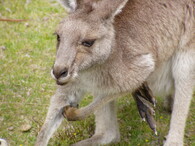 Klokan obrovský (Macropus giganteus).