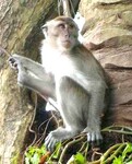 Makak dlouhoocasý (Macaca fascicularis).