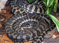 Krajta kobercová (Morelia spilota variegata).