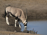 Přímorožec neboli oryx jihoafrický (Oryx gazella gazella).