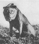 Pes v plynové masce.