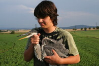 Volavka popelavá (Ardea cinerea).