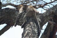 Leopard (Panthera pardus pardus).