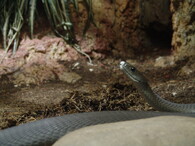 Mamba černá (Dendroaspis polylepis).