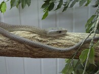 Mamba černá (Dendroaspis polylepis).