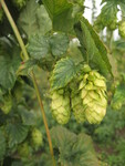 Chmel otáčivý (Humulus lupulus).