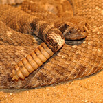 Chřestýš západní (Crotalus atrox).