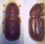 Kůrovec horský (Dryocoetes autographus).