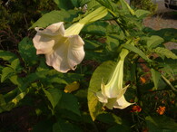 Durman obecný (Datura stramonium).