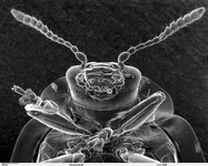 Hlava mandelinky pod mikroskopem.