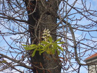 Jírovec maďal (Aesculus hippocastanum).