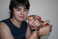 Korálovka sedlatá (Lampropeltis triangulum) odchycená v centru Rokycan.