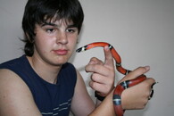 Korálovka sedlatá (Lampropeltis triangulum) odchycená v centru Rokycan.