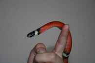 Korálovka sedlatá (Lampropeltis triangulum) odchycená v centru Rokycan.