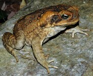 Ropucha obrovská (Bufo marinus).