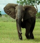 Slon africký (Loxodonta africana).