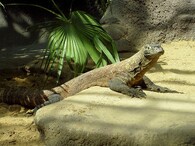 Varan komodský (Varanus komodoensis) v pražské zoo.