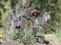 Koniklec luční český