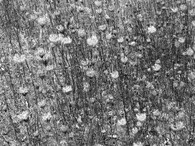 Pole na Kokořínsku ležící ladem