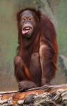 Orangutan