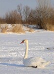 Labuť v zimě
